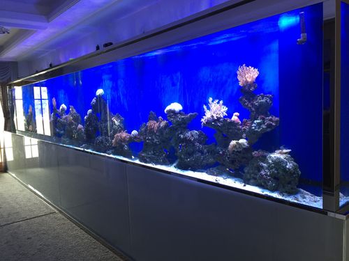 合肥某办公室鱼缸珊瑚造景